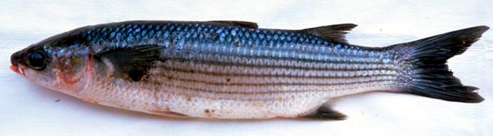 Chelon labrosus_07.jpg